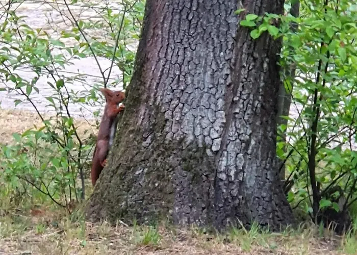 Finse Max 5 Volwassenen + 3