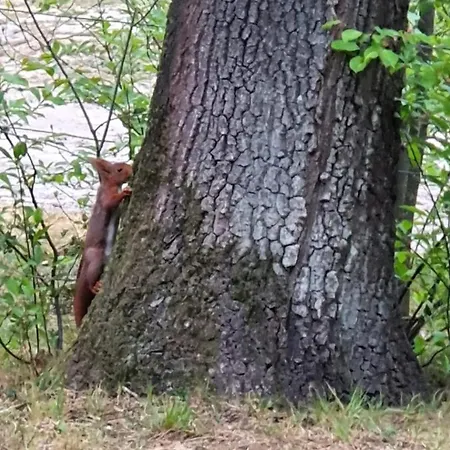 Finse Max 5 Volwassenen + 3